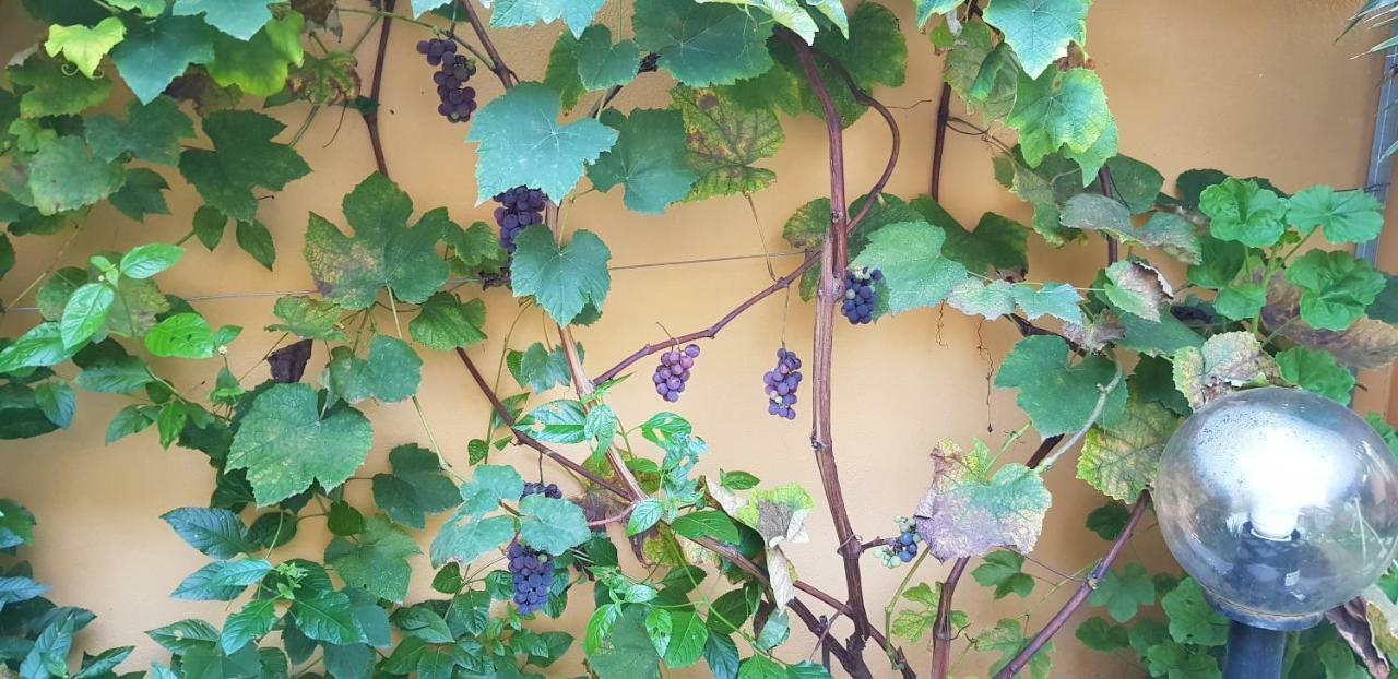 סן ויטו Casa Vacanze Rose E Fiori Sardegna מראה חיצוני תמונה